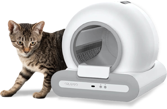 gatto fontanella